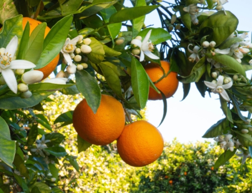 Naranjas de primavera: dulces, jugosas y en su mejor momento