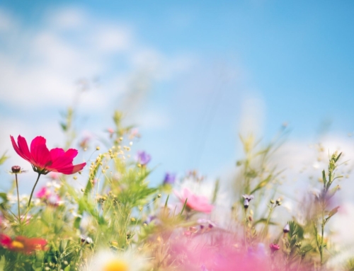 Bienvenida Primavera: así es nuestra nueva Cesta Mix